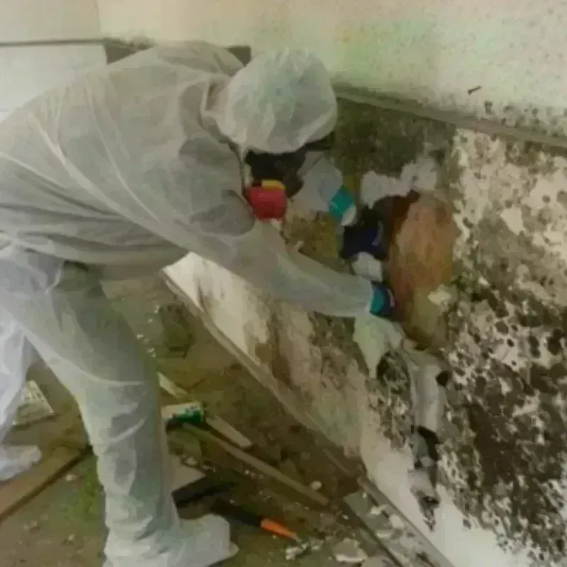 Mold Remediation and Removal in Bessemer, MI